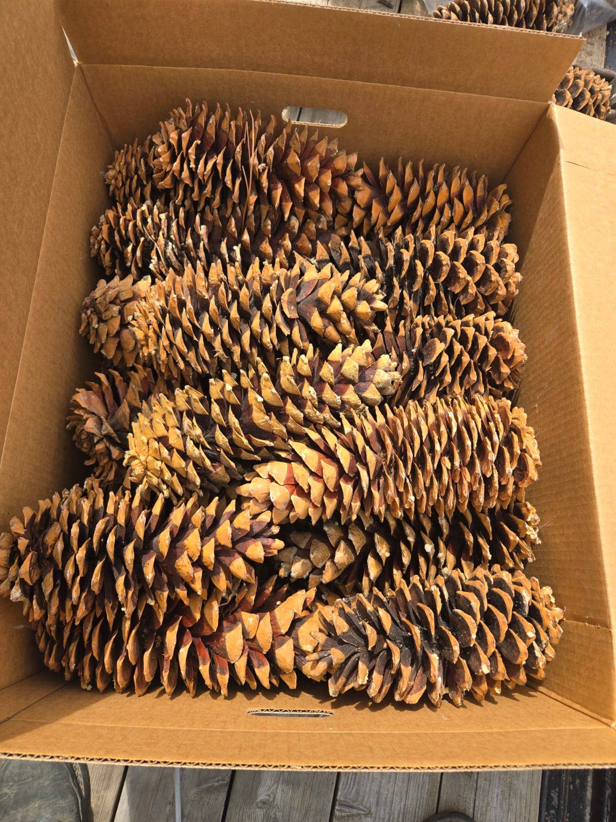 Holiday Forest  Products – wholesale Juldekoration – Sockerfuru Kotte 20-38 cm1