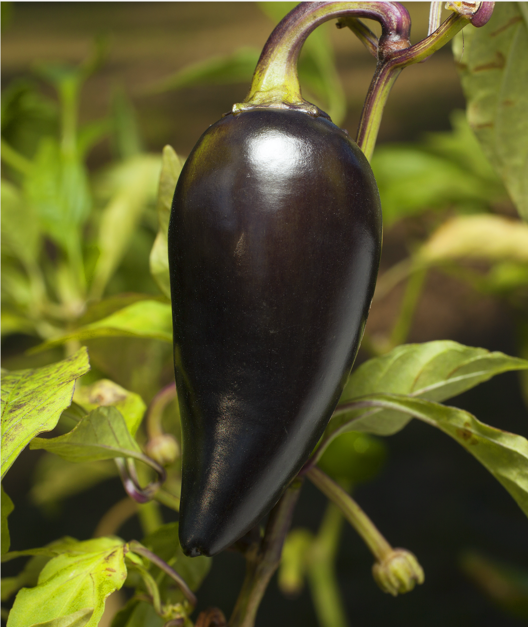 Sow the Magic – wholesale Plant seeds – Black Hungarian Jalapeño Tarot Seed Packet2