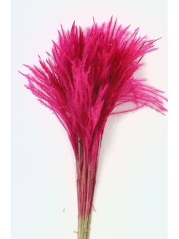 TINTED Stipa Feather Grass "cerise" Hot pink 100 stems for wholesale by Florasource