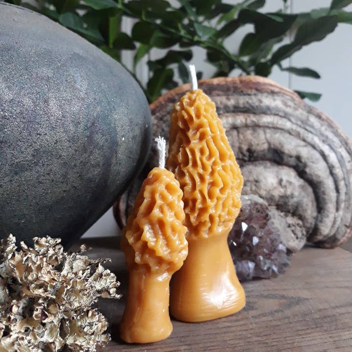 Bougies en cire d'abeille aux champignons et aux morilles pour la vente par Flora+Fungi Apothecary