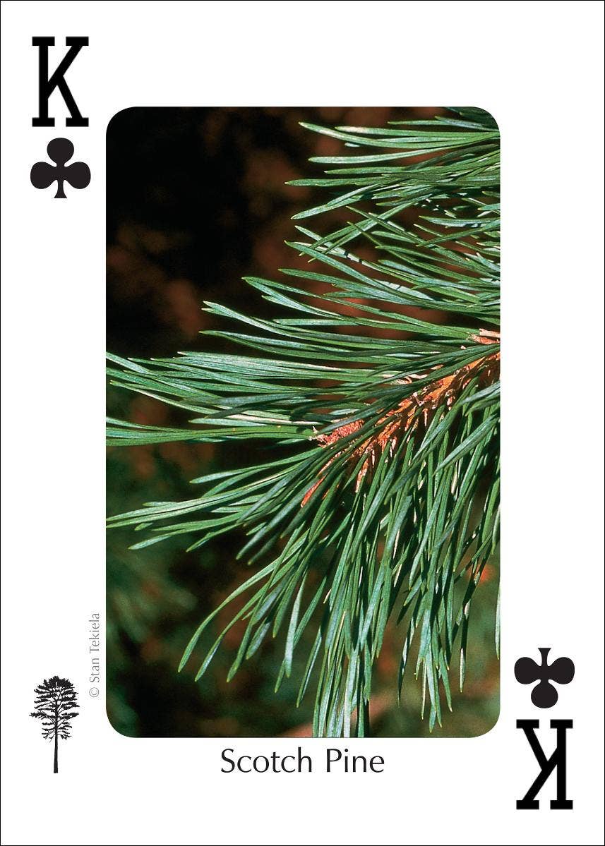 AdventureKEEN - Wholesale Playing Cards - Trees of Northeast Playing Cards2