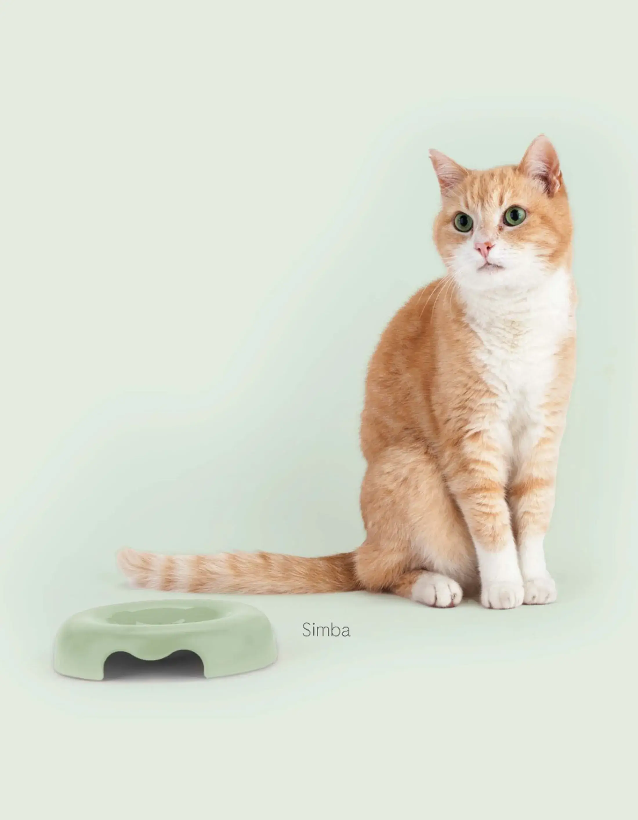 United Pets - Wholesale Pet Bowl - Cat/Dog - Designer bowl with low edges for cats1