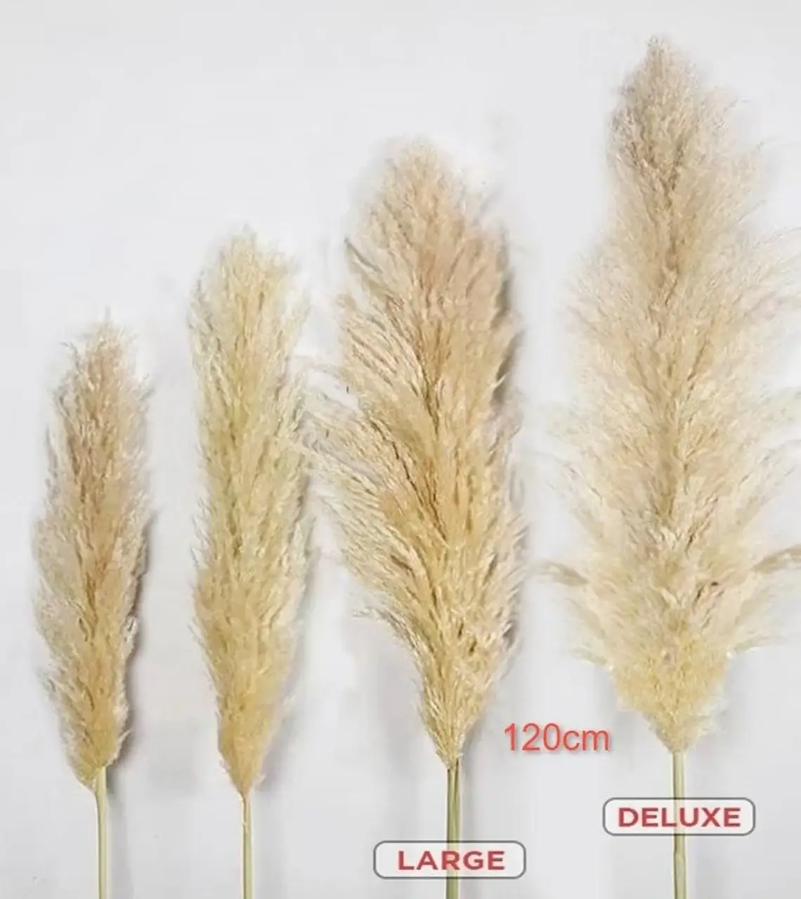 LoveProducts Ltd - Venta al por mayor Flores secas/prensadas - Hierba pampeana grande Alta esponjosa Caña seca decoración floral boho2