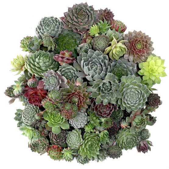 Mountain Crest Gardens - Wholesale Succulent - Bulk Unrooted Sempervivum Bag - 50 Hens & Chicks Rosettes