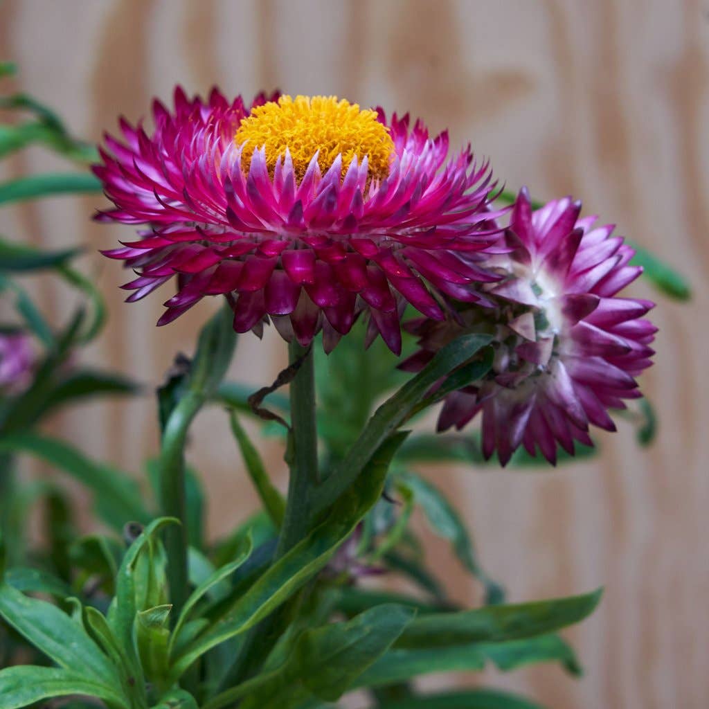 SproutWorld - Wholesale Pencil - SproutWorld Plantable Pencils | Happy Bee · 5 Pack4