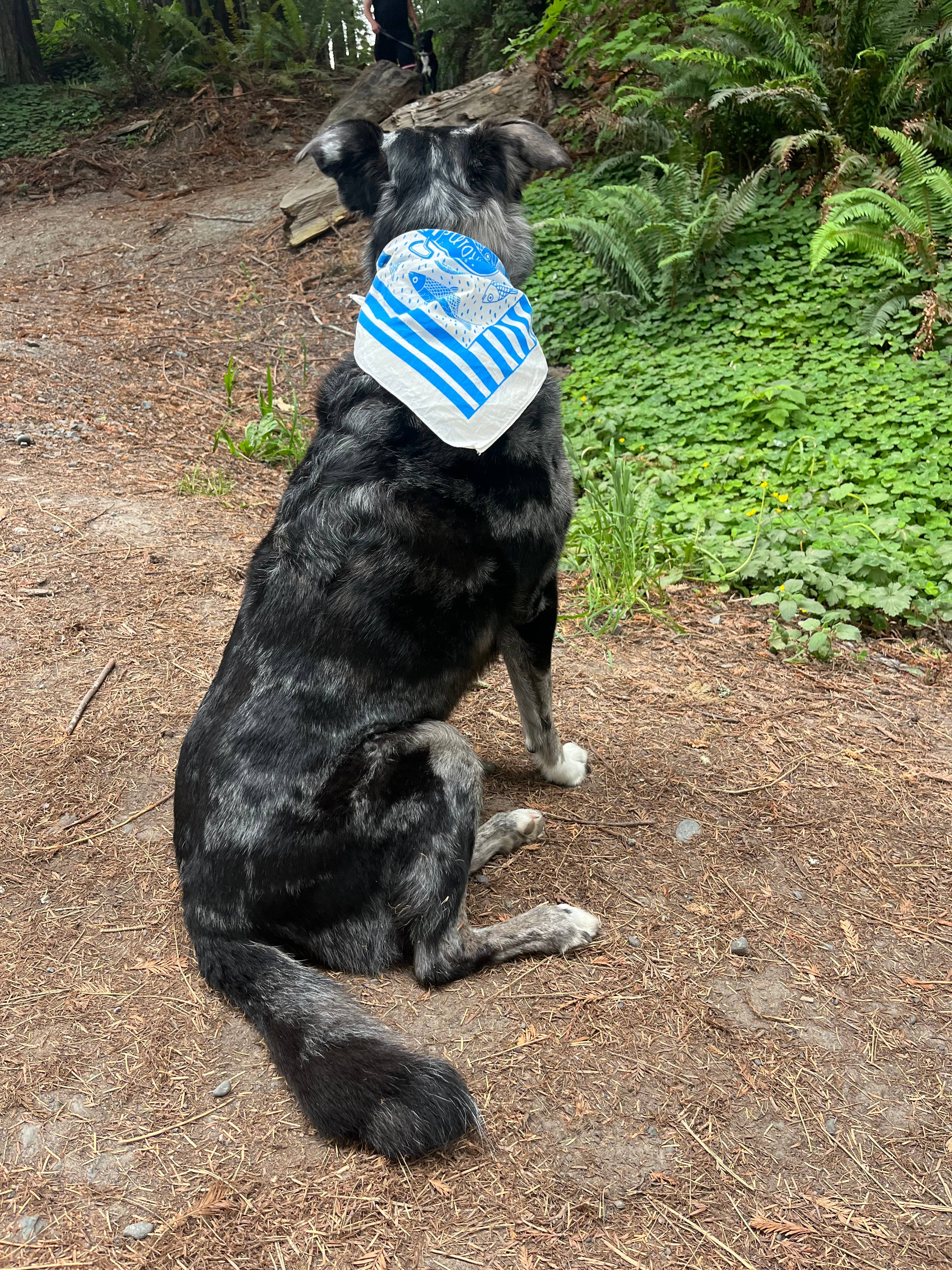 Pen+Pine - Wholesale Bandana - Women's - Summer Picnic Bandana3