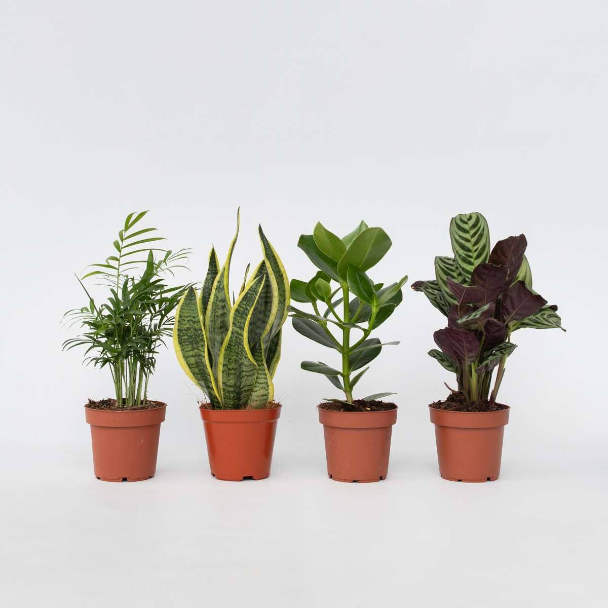 Oasis of Life - Wholesale Live Plant - Houseplant Set – 4 Plants – Height 25–40cm – Ø12cm – Easy-care Green Plants for Home & Office – Ideal for Beginners – Air-purifying & Decorative0
