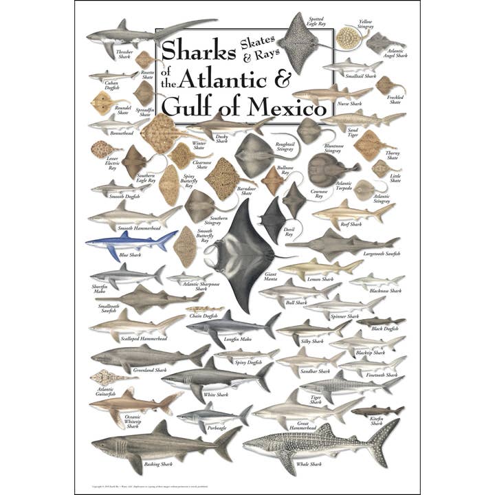 Sharks, Skates, & Rays of the SE Atl. & Gulf Poster for wholesale by Earth Sky + Water