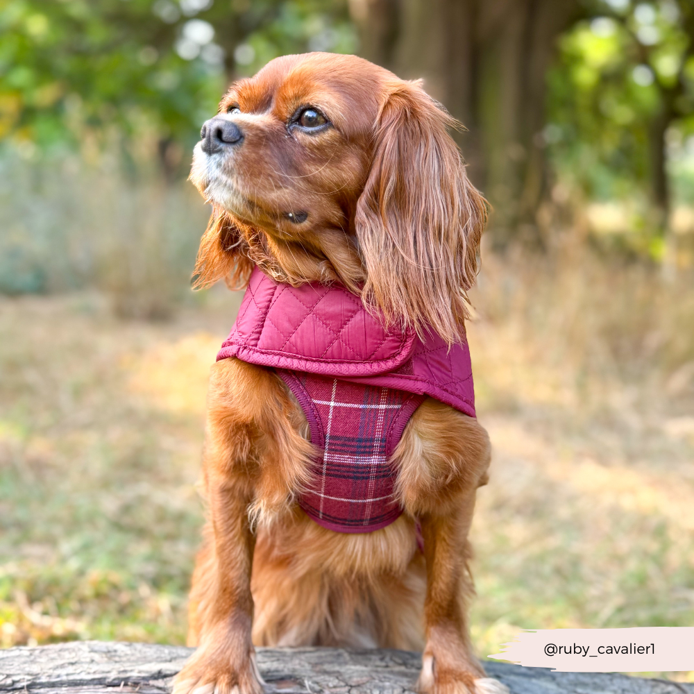 Cocopup London - Wholesale Pet Coat - Dog - LUXE Quilted Dog Coat - Mulberry Plaid10