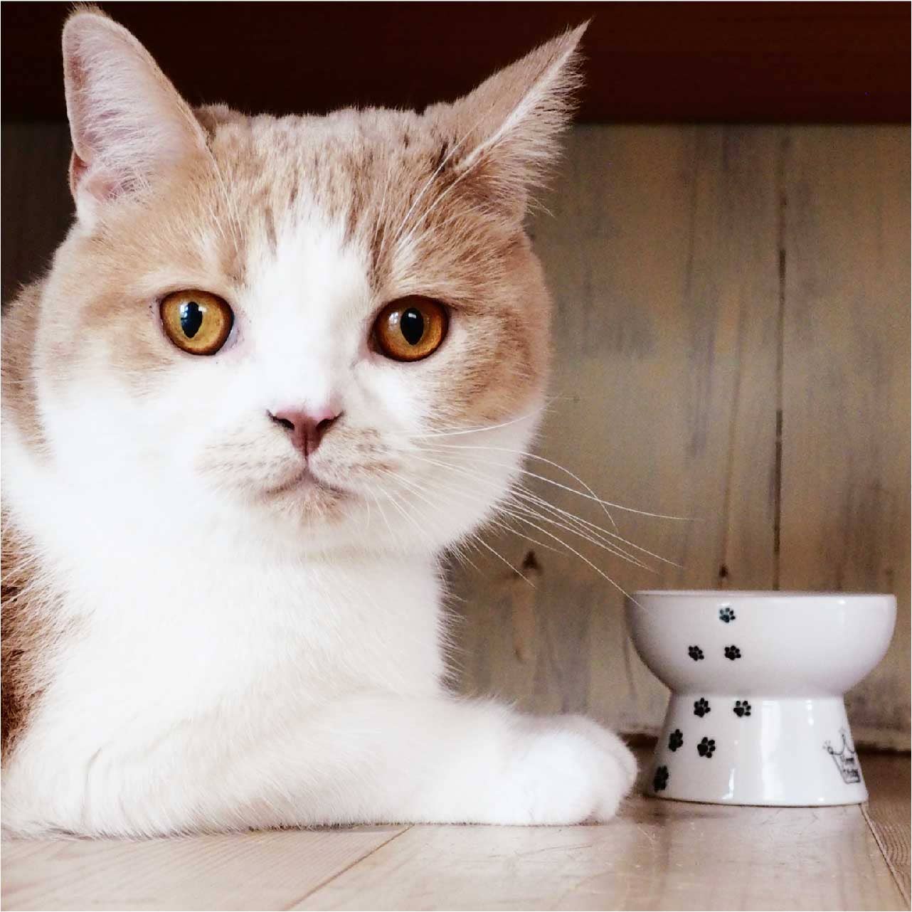 MOON-X USA, INC. - Vendita all'ingrosso Ciotola - Cani e gatti - Ciotola rialzata per alimenti per gatti (gatto8