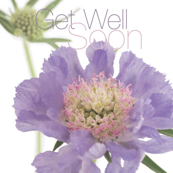 FFGW21 GET WELL Wenskaart Engelse Tuin Bloemen voor wholesale door Dyson Design