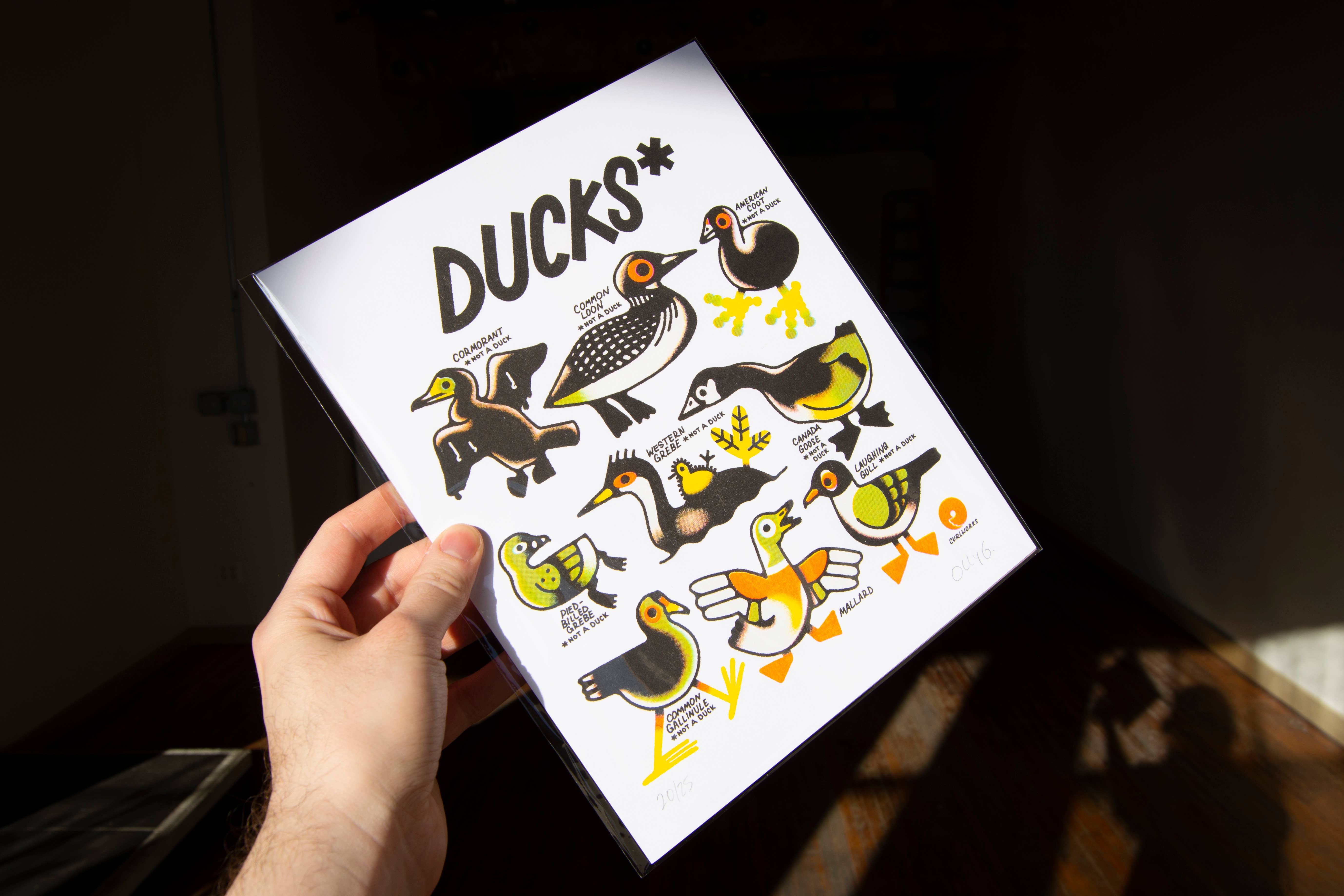 Curlworks – wholesale Art print – Ducks (not a duck) - 8x10" Risograph Print1