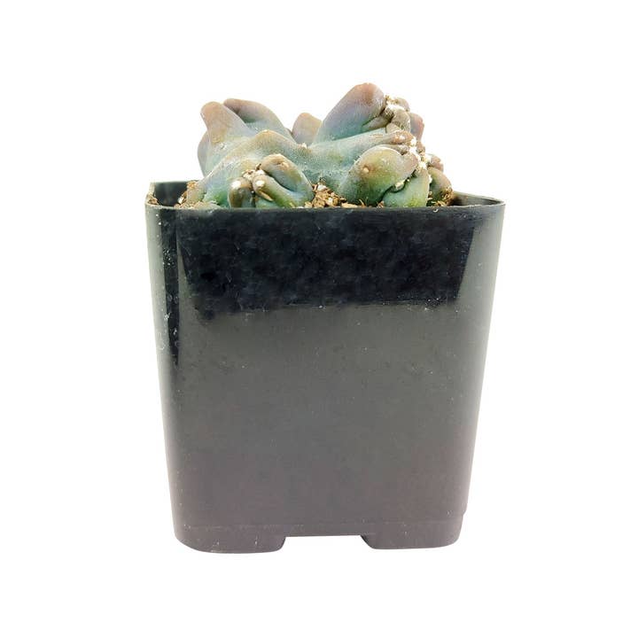 Best Plant Friend - Wholesale Succulent - Cereus Ming Thing Cactus - Live Unique Cactus - Indoor Plant