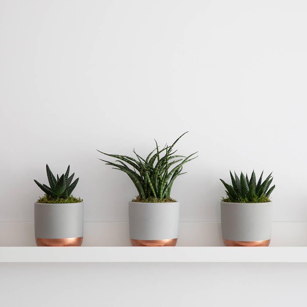 The Little Botanical - Wholesale Live Plant - Sansevieria Fernwood Punk13