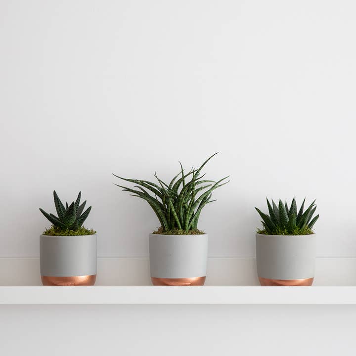 The Little Botanical - Wholesale Live Plant - Sansevieria Fernwood Punk13