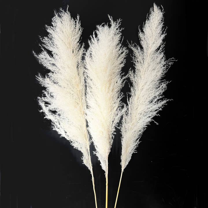 Botanico Ltd. - Wholesale Dried/pressed flowers - Pampas Grass7