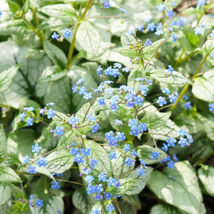 Brunnera macrophylla Jack Frost – 48 piante di nontiscordardimé del Caucaso – 10-25 cm – Ø9 cm – Pianta perenne resistente all'inverno con fogliame ornamentale argentato – Coprisuolo per giardino per la vendita all'ingrosso da parte di Oasis of Life