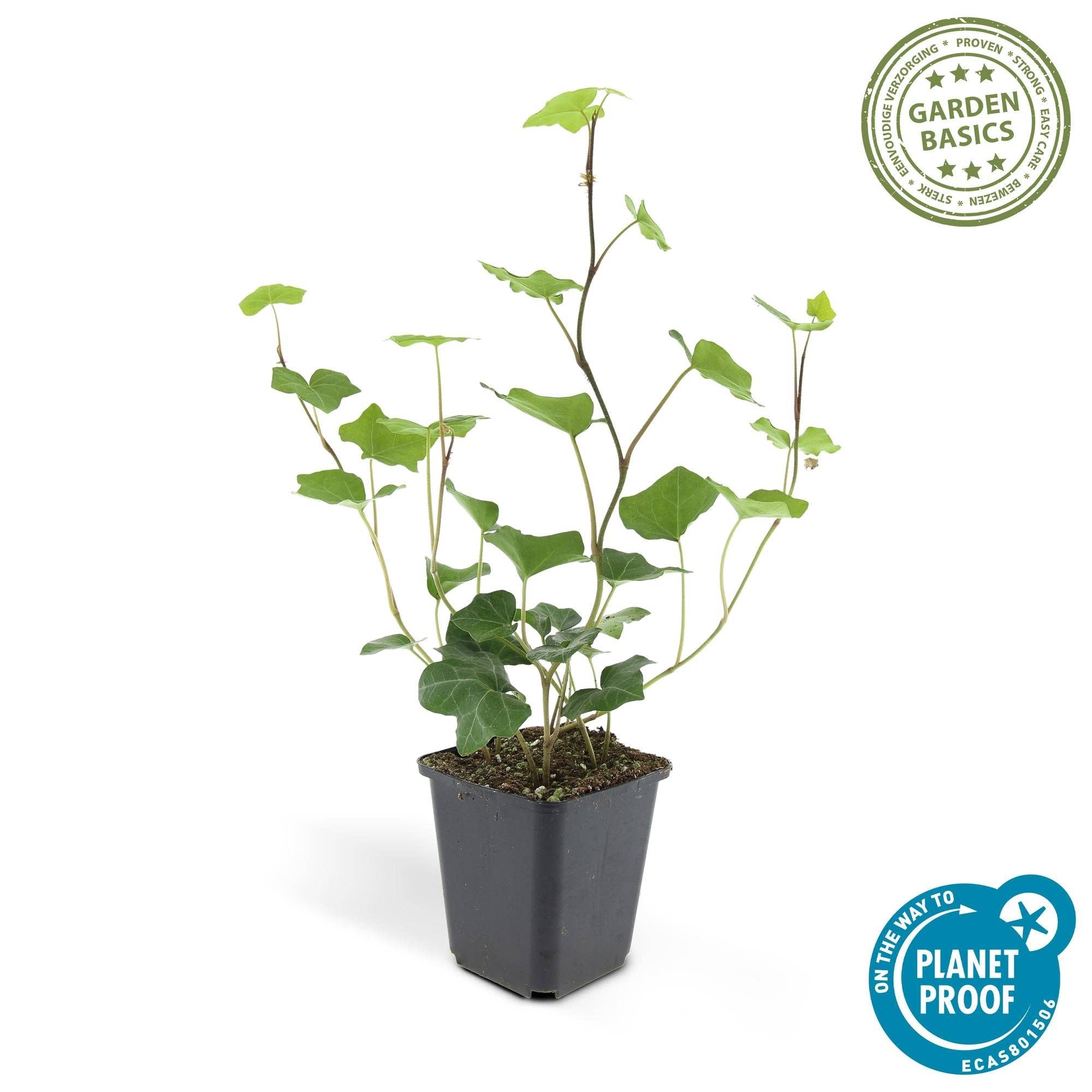 Oasis of Life - Vente Plante - Hedera hibernica – Lierre d'Irlande – 48 plantes – ↕10–25cm – Ø9cm – Grimpant & couvre-sol à feuilles persistantes – Pour haies, brise-vue & verdissement des surfaces – Résistant au froid & facile d'entretien4