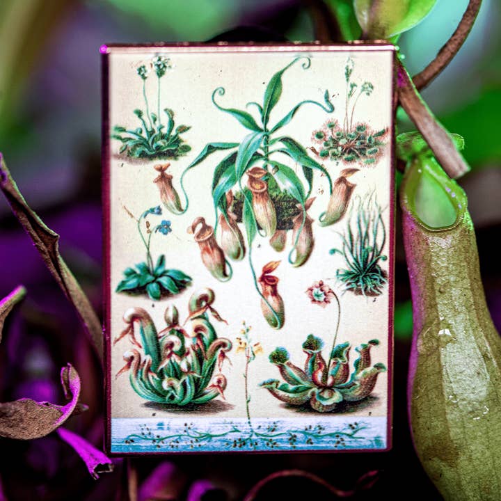 Carnivorous Plants Vintage Botanical Print Pin for wholesale by The Roving House