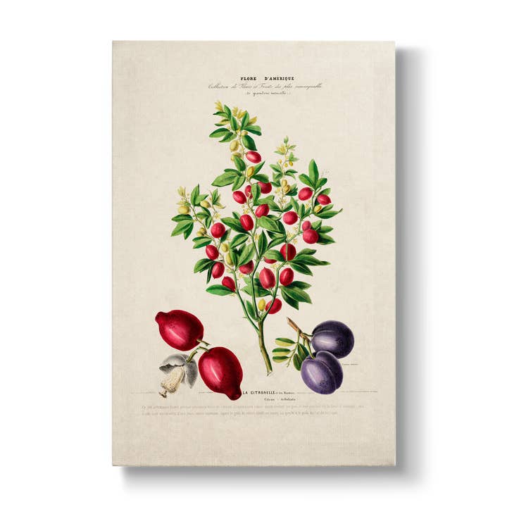 Citros trifoliata - Botanical Print for wholesale by La Bouquetiere French Collections