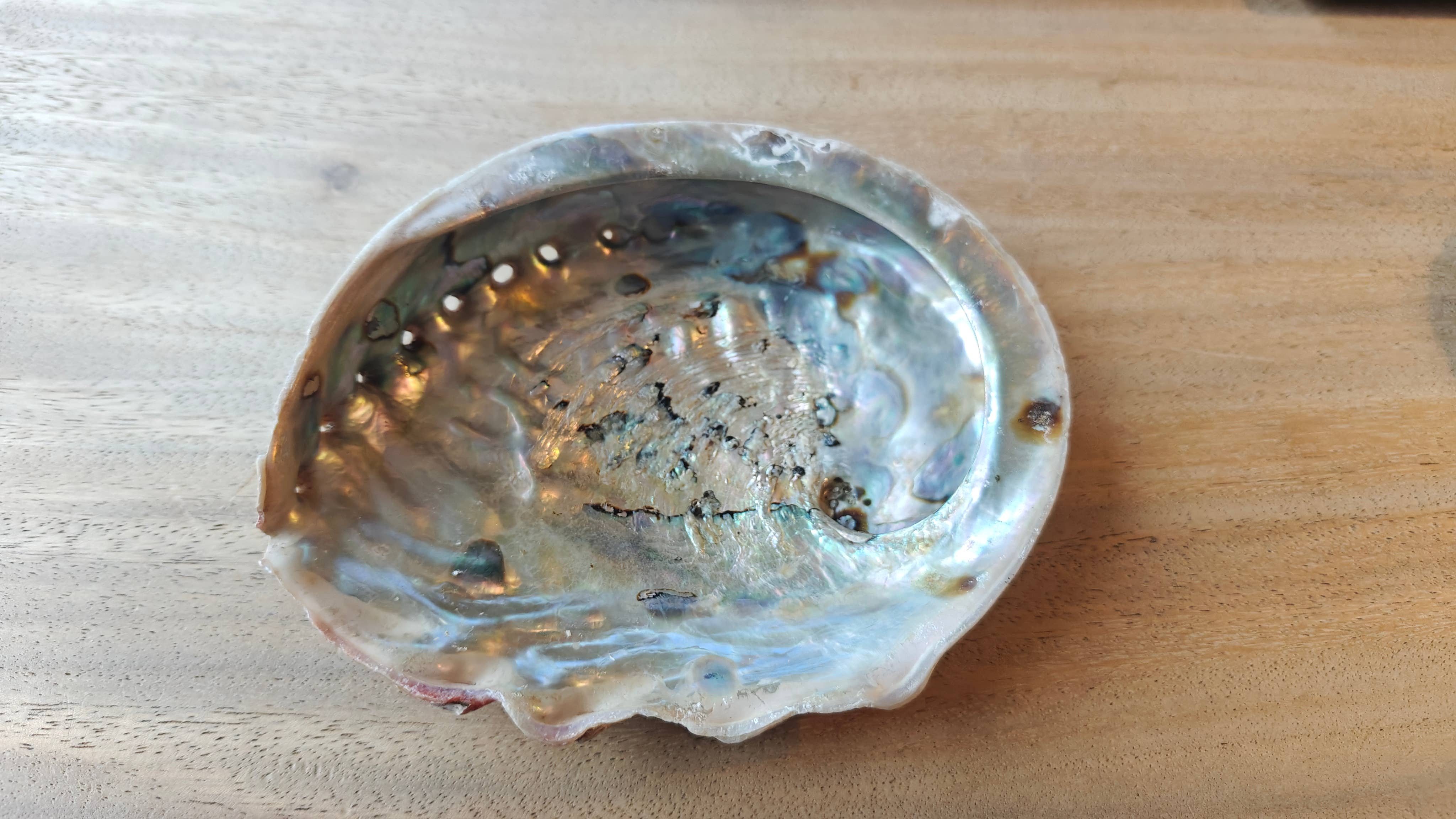 Product Import Holland - Wholesale Decorative Plate/Dish/Bowl - Abalone 15+cm - mother-of-pearl - shell - spiritual - decoration1