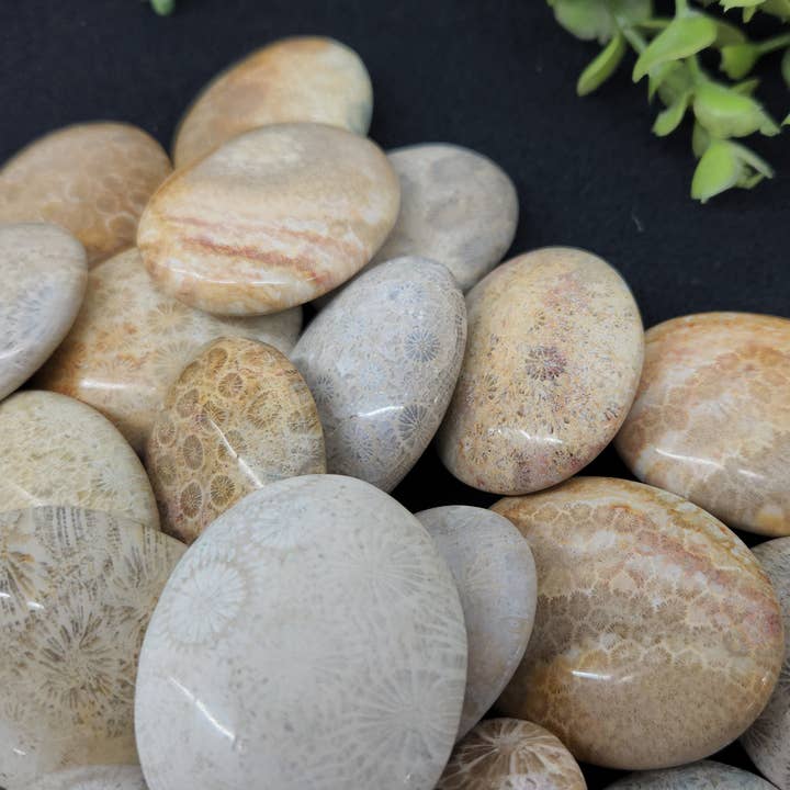 Meraki Gemstones - Wholesale Spiritual Stone/Crystal - Fossil Coral (0.5kg/1.1lbs.) Palm Stones/Pillow Shape5