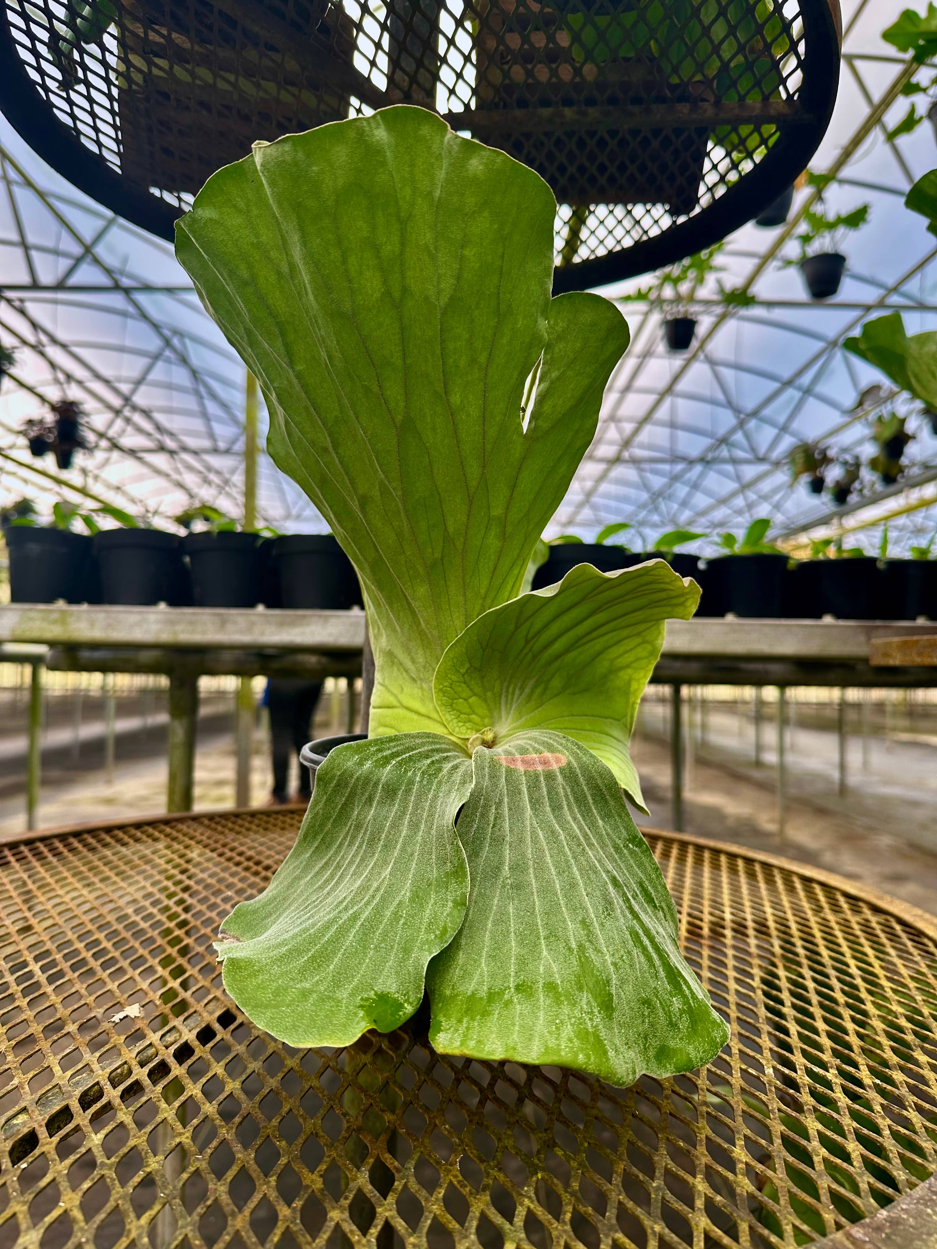 Central Florida Ferns & Foliage - Wholesale Live Plant - FERN Staghorn Elephantotis Live Plant 6in1