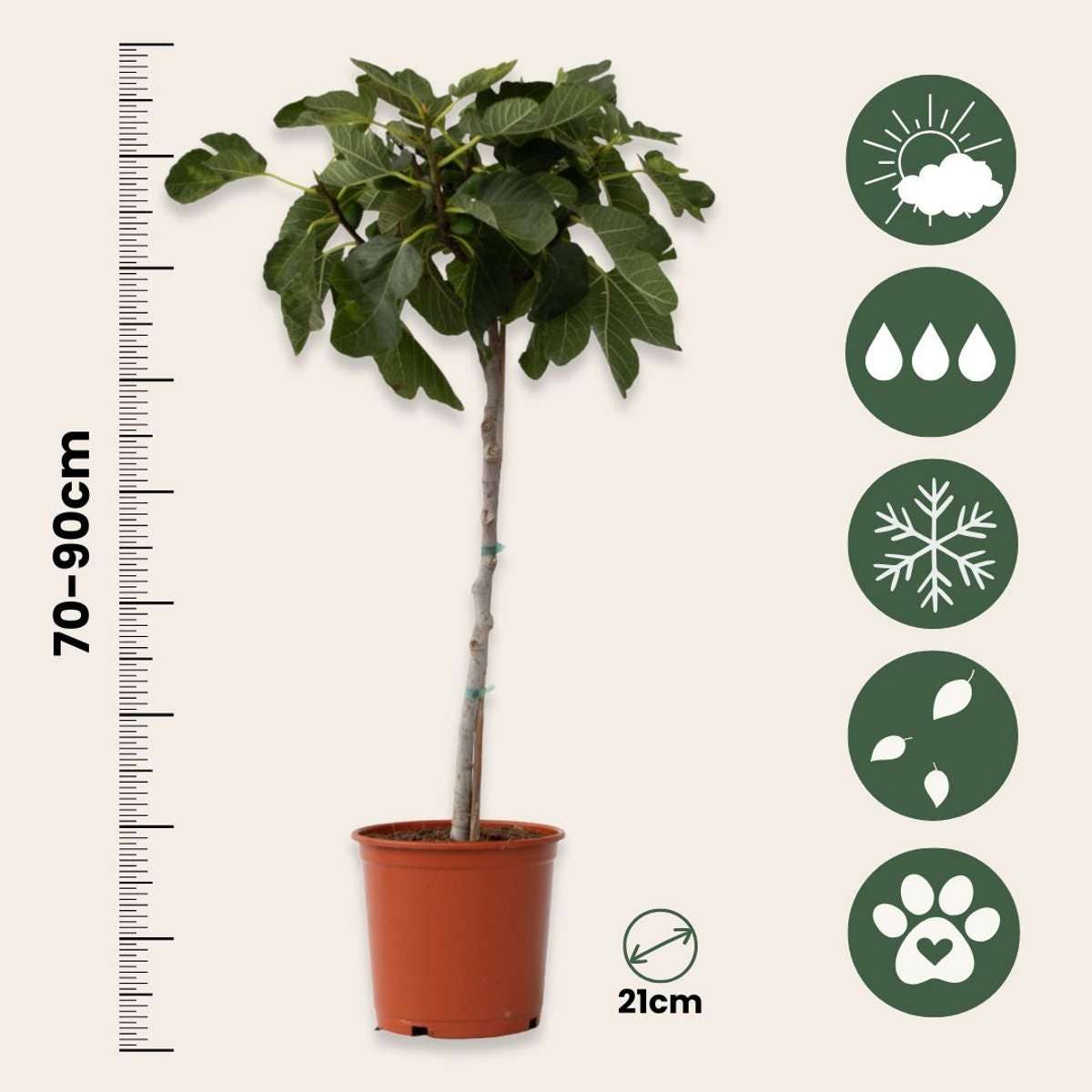 Oasis of Life - Wholesale Live Plant - Fig Tree – 2 Plants – Ficus carica – Real Fig Tree with Edible Fruits – Hardy Fruit Plant for Garden, Balcony & Terrace – Easy Care & Decorative – Height 70–90cm – Ø21cm3