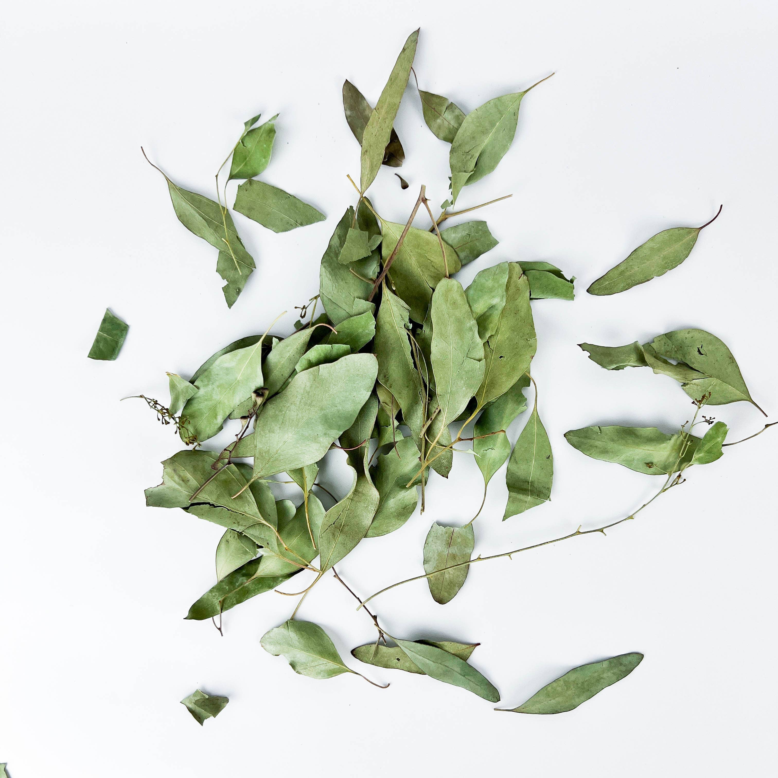 GREENROOTS USA LLC – Engroshandel Krydderurter – Eukalyptusblade 1 oz7