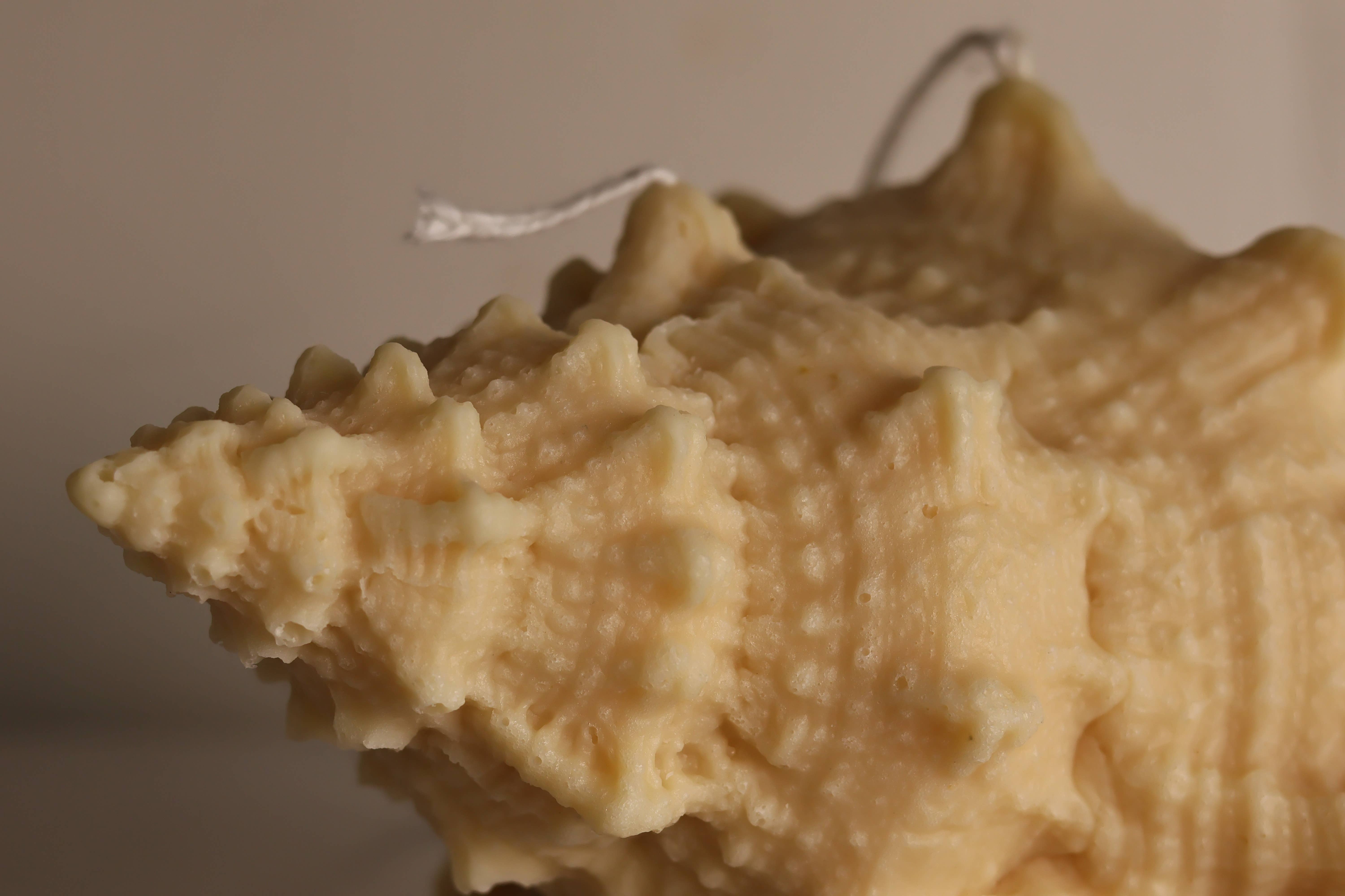 Agaboo Candle – Großhandel Geschenkkerze – Riesige natürliche Muschelkerze 4x7x5in7