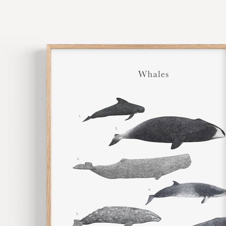 Whale Species Educational Print for wholesale by Lauren Fitton Illustration