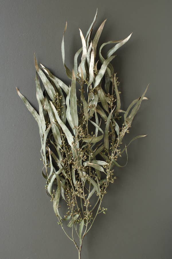 2626 Designs - Wholesale Dried/Pressed Flowers - Dried Preserved Eucalyptus Exotica with Leaf|Realistic Decor0