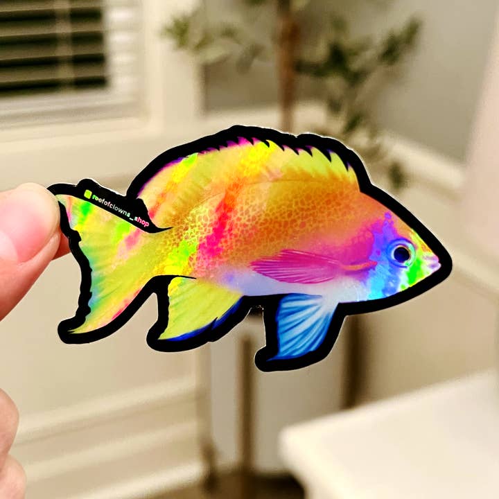 Bimaculatus Anthias (Holographic) for wholesale by Reef of Clowns