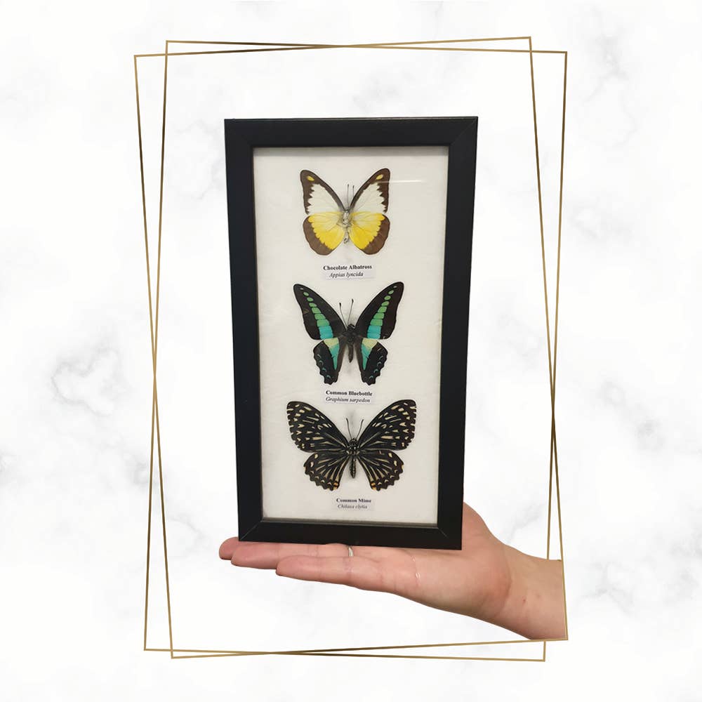 VIE – wholesale Wall Accent – Butterfly Mounted Under Glass, Assorted7