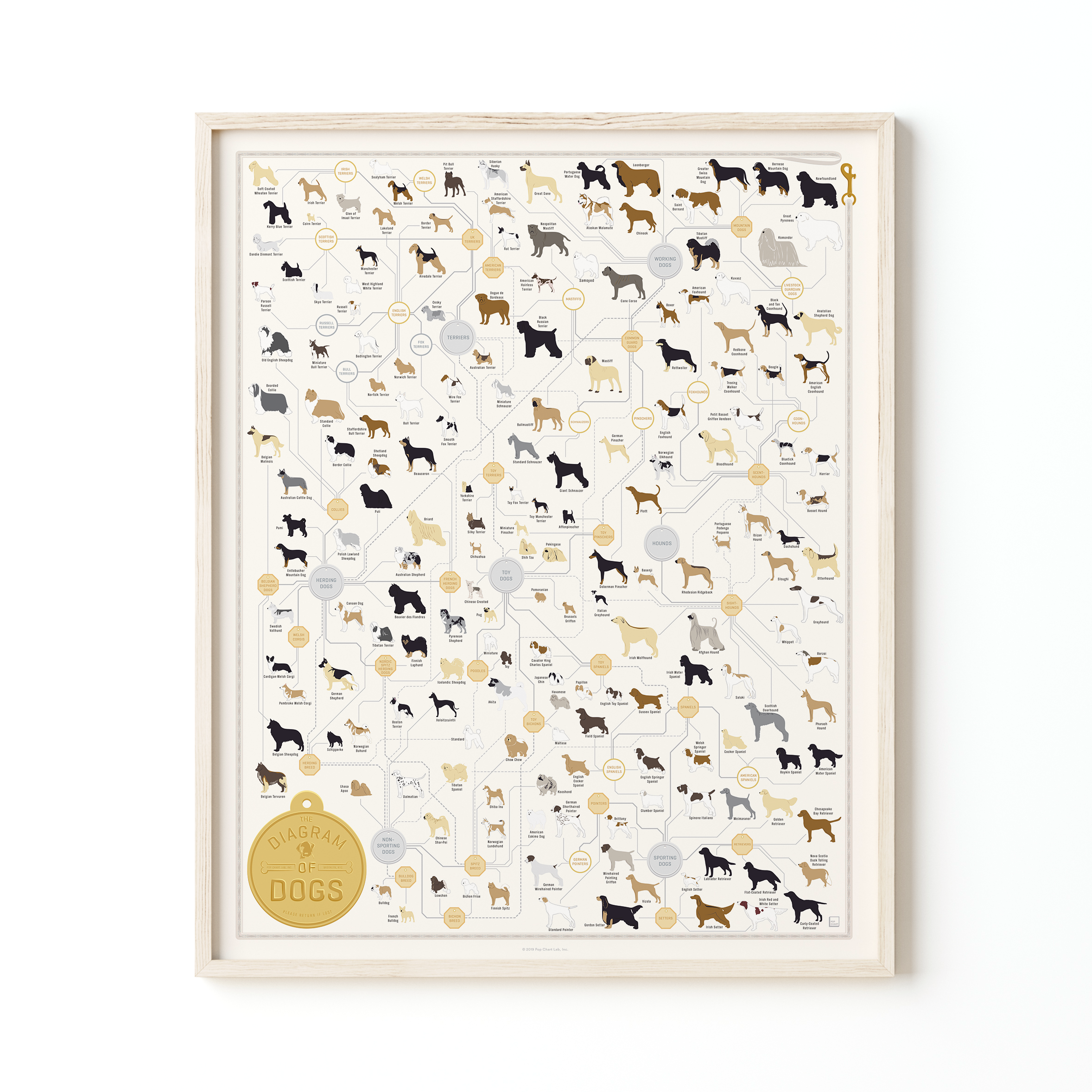 Pop Chart - Wholesale Poster - The Diagram of Dogs | 16" x 20" art poster3