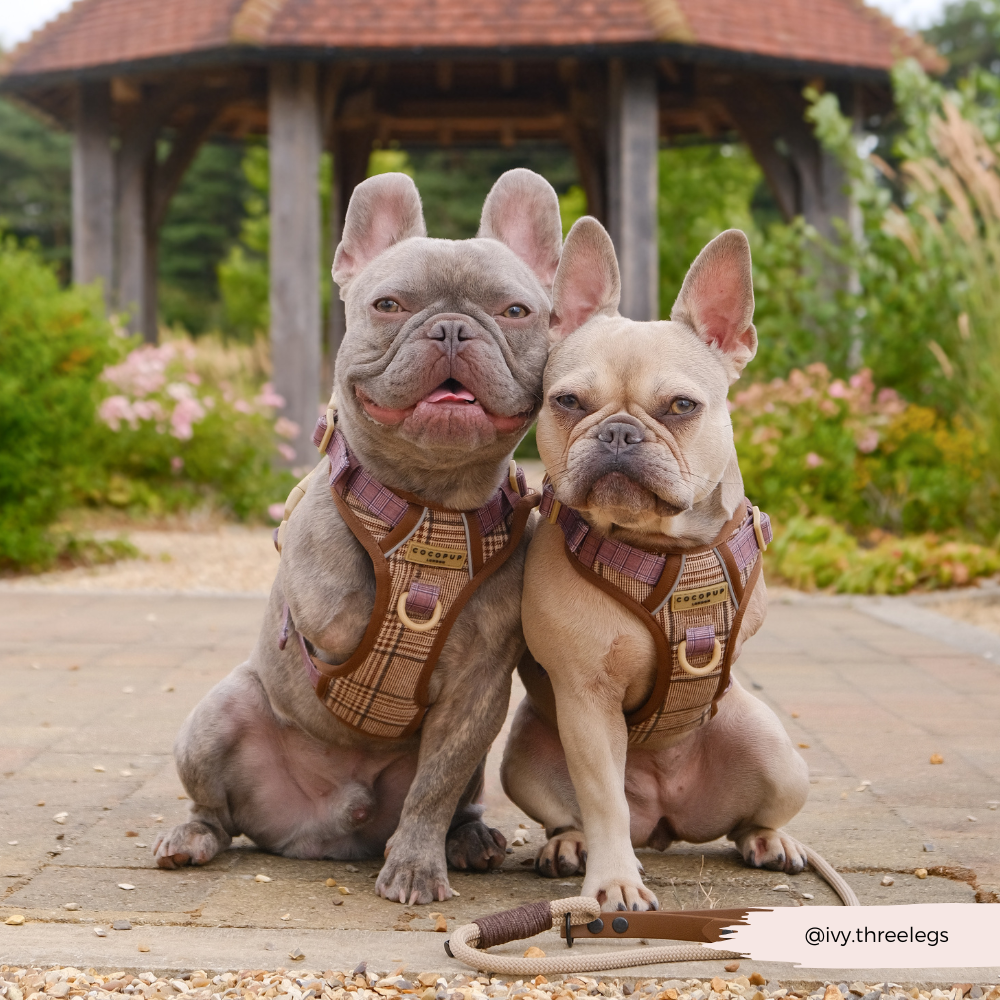 Cocopup London – wholesale Pet harness – Dog – Explore Harness - Pup Plaid16