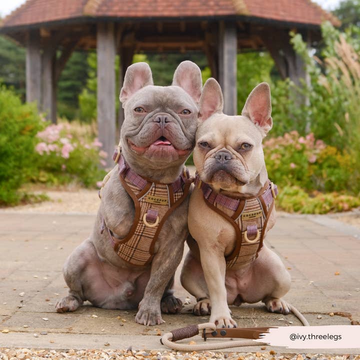 Cocopup London – wholesale Pet harness – Dog – Explore Harness - Pup Plaid16