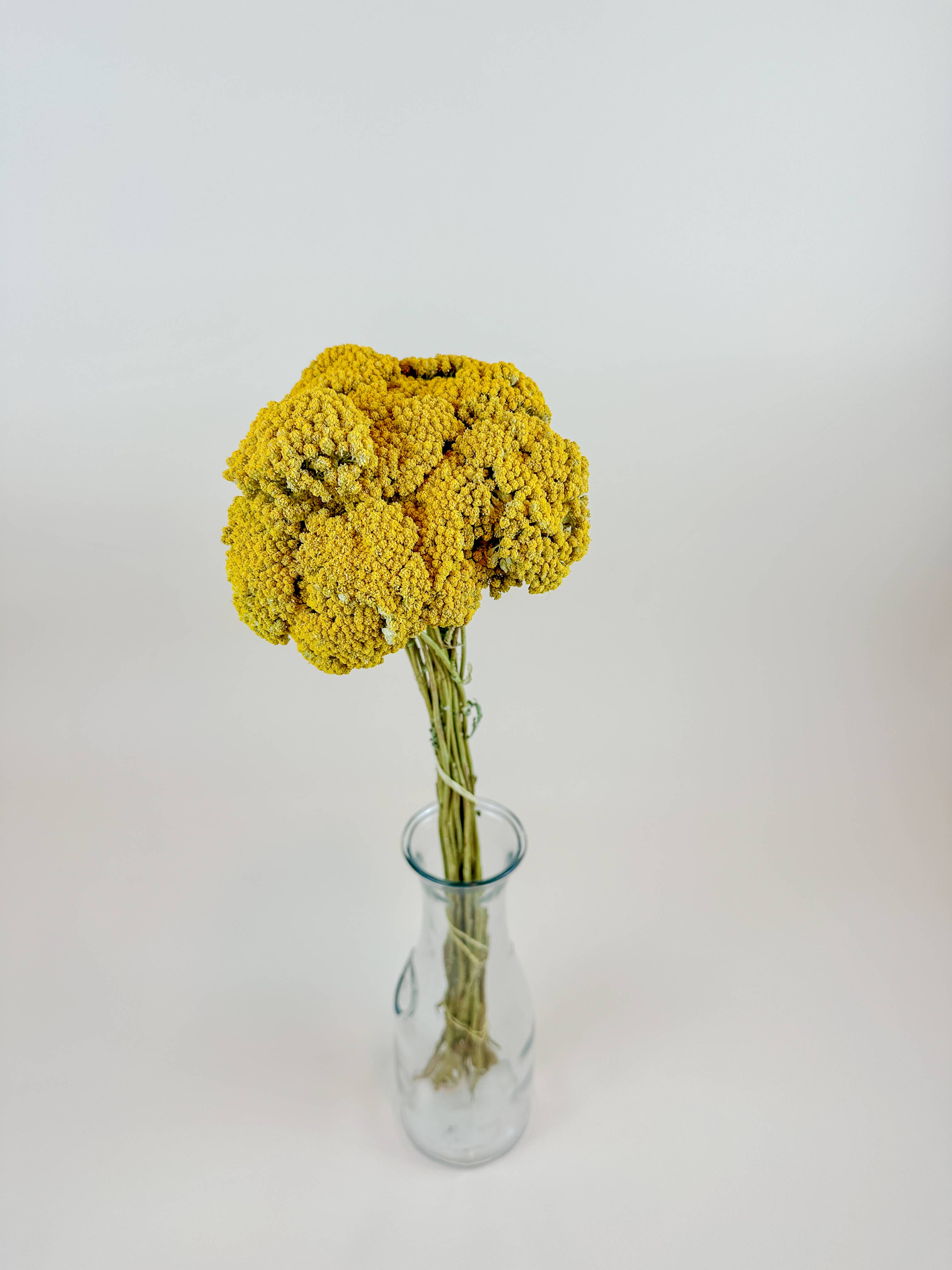 Lovejoy Farms Premium Dried Flowers – Flores secas/prensadas por atacado – Mil-Folhas Amarelo (Achillea Dourado) – Naturalmente Seco (20 Hastes)1