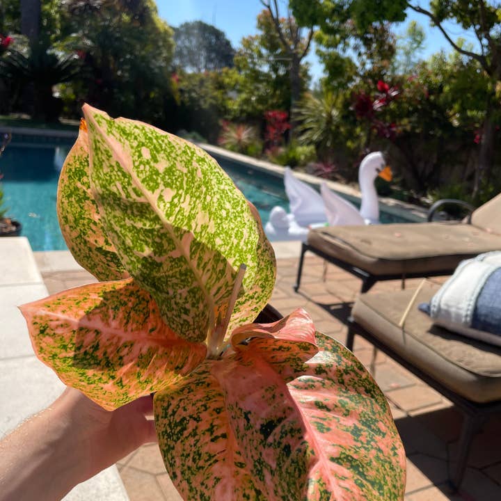 Plant Vault - Wholesale Live Plant - Aglaonema Orange Stardust