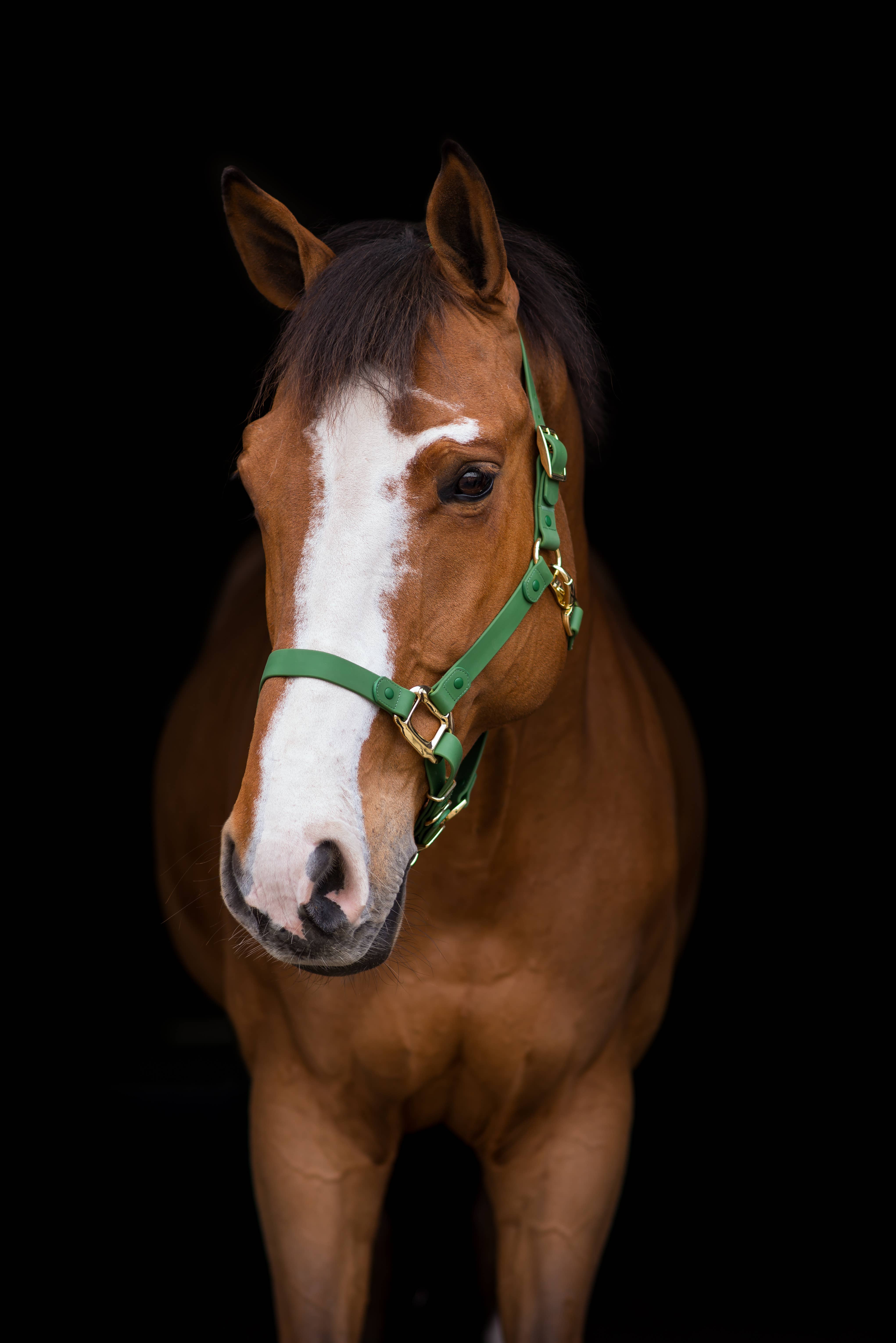 iDoggos – Engroshandel Rideudstyr – VANDTÆT Green Horse grime * NU TILGÆNGELIG*1