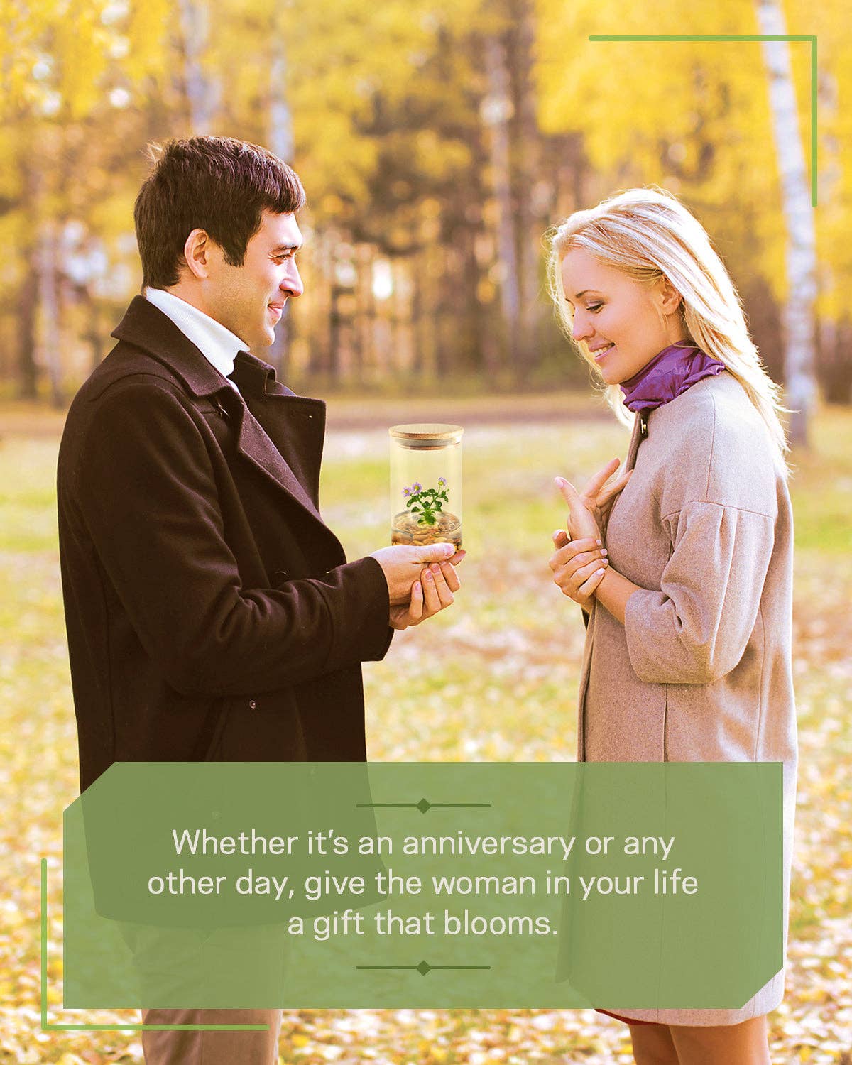 bloomify – Großhandel Pflanzen – Persisches Veilchen (Exacum Affine), seltenes violettes Blumenterrarium, Jubiläumsgeschenk8