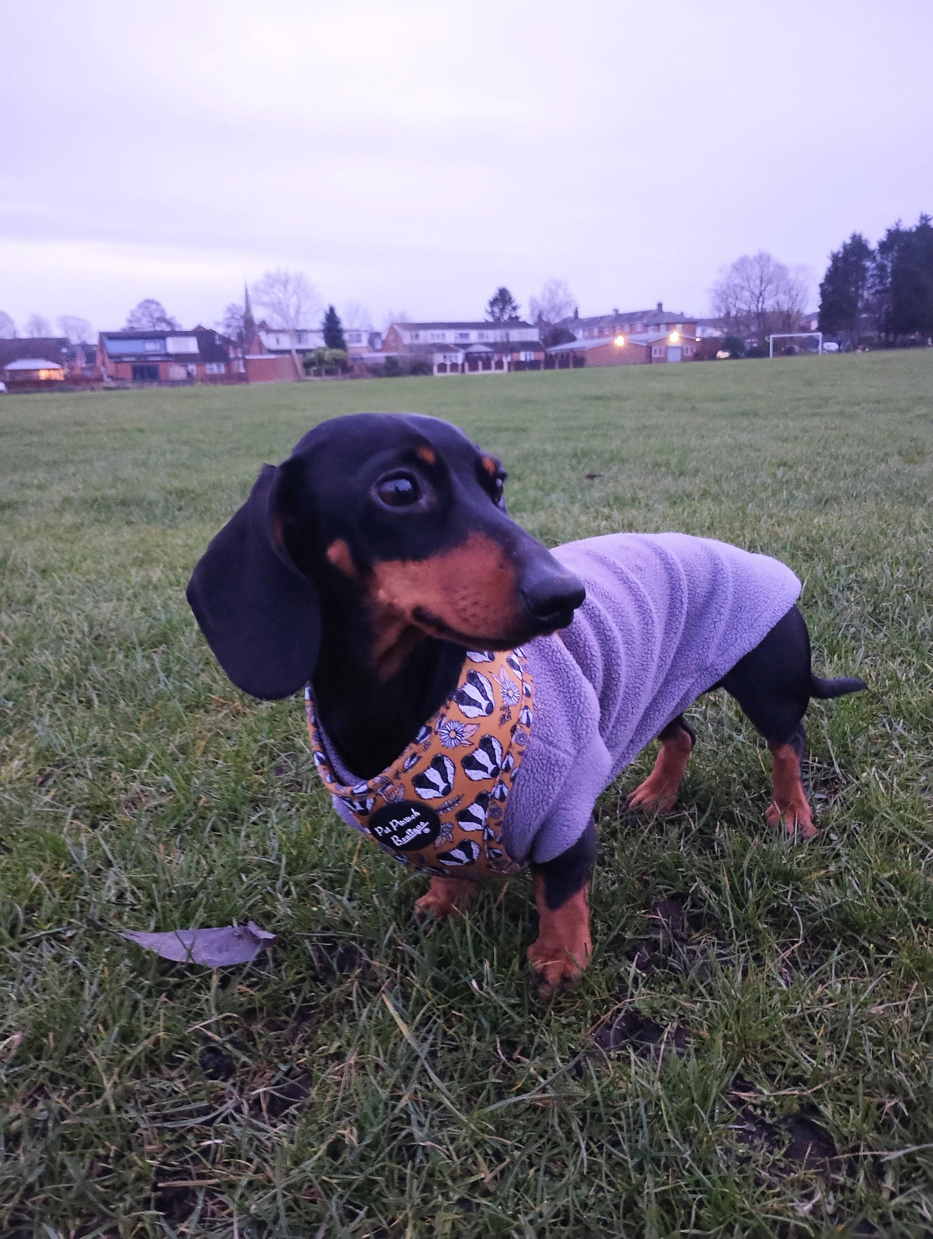 Pet Pooch Boutique – wholesale Pet harness – Dog – Woodland Badger Puppy Dog Harness (Autumn/mustard yellow)19