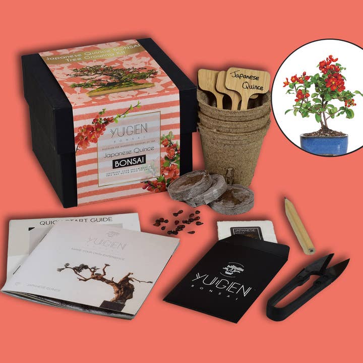 Japanese Quince Bonsai Tree Growing Kit for wholesale by Yugen Bonsai