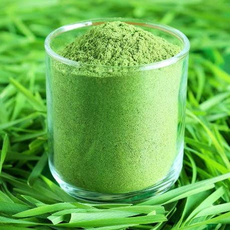 100% Natural Raw Wheatgrass Powder, GMO-Free, No Additives for wholesale by Indus Farms Superfoods