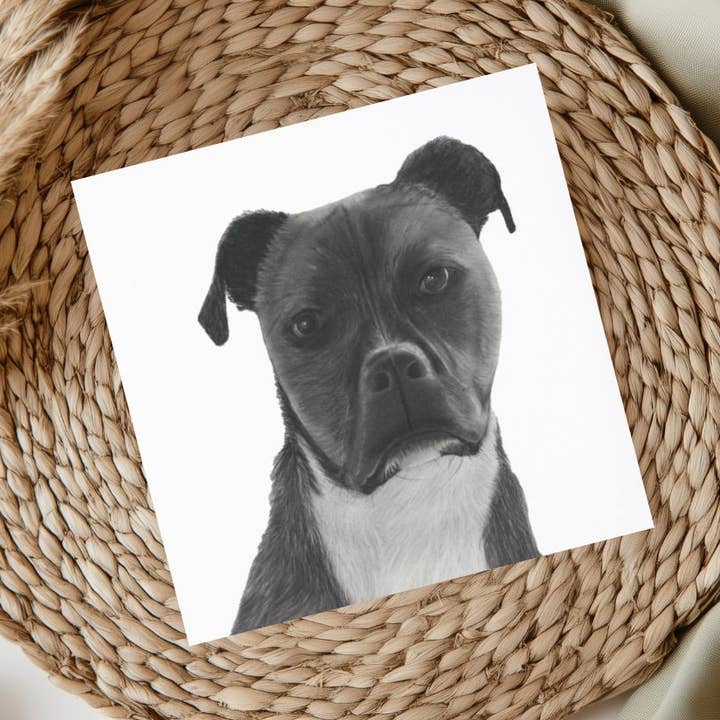 Staffy Cross Jabbah Greeting Card for wholesale by Libra Fine Arts