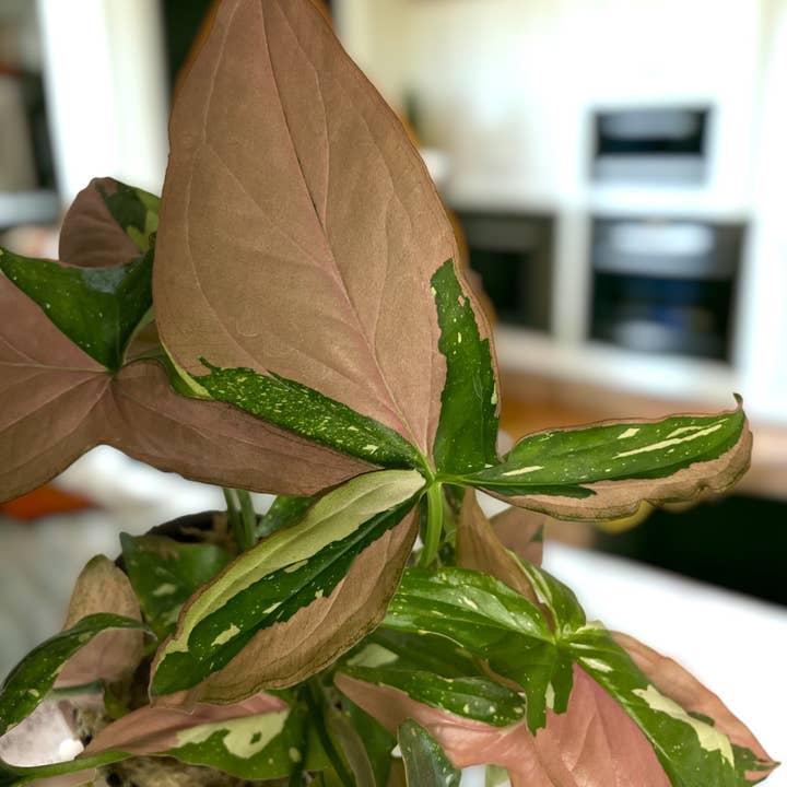Native Transplants - Wholesale Live Plant - Syngonium Tricolor