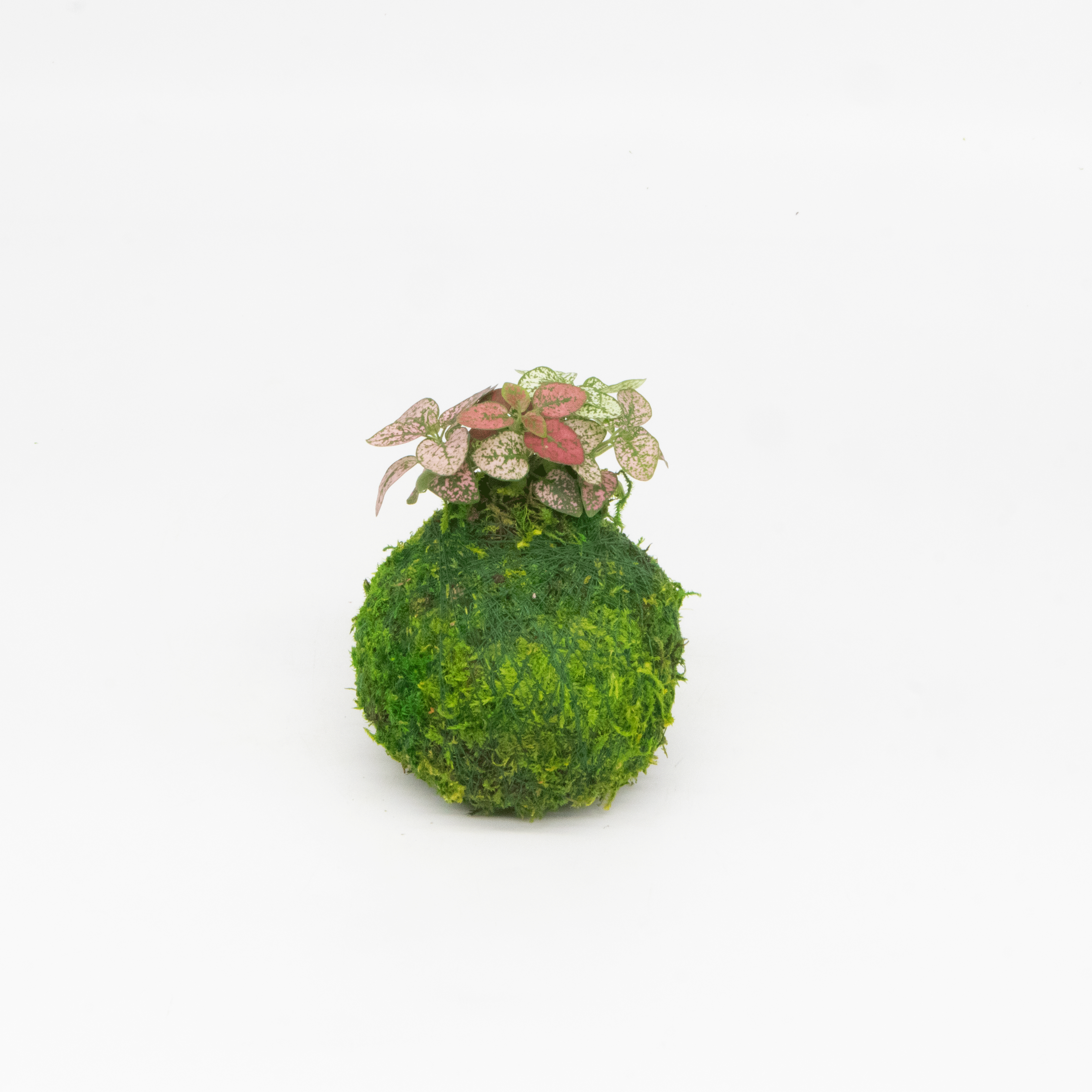 Kazumi Garden - Wholesale Live Plant - Mini Kokedama | Moss Ball Kokedamas6