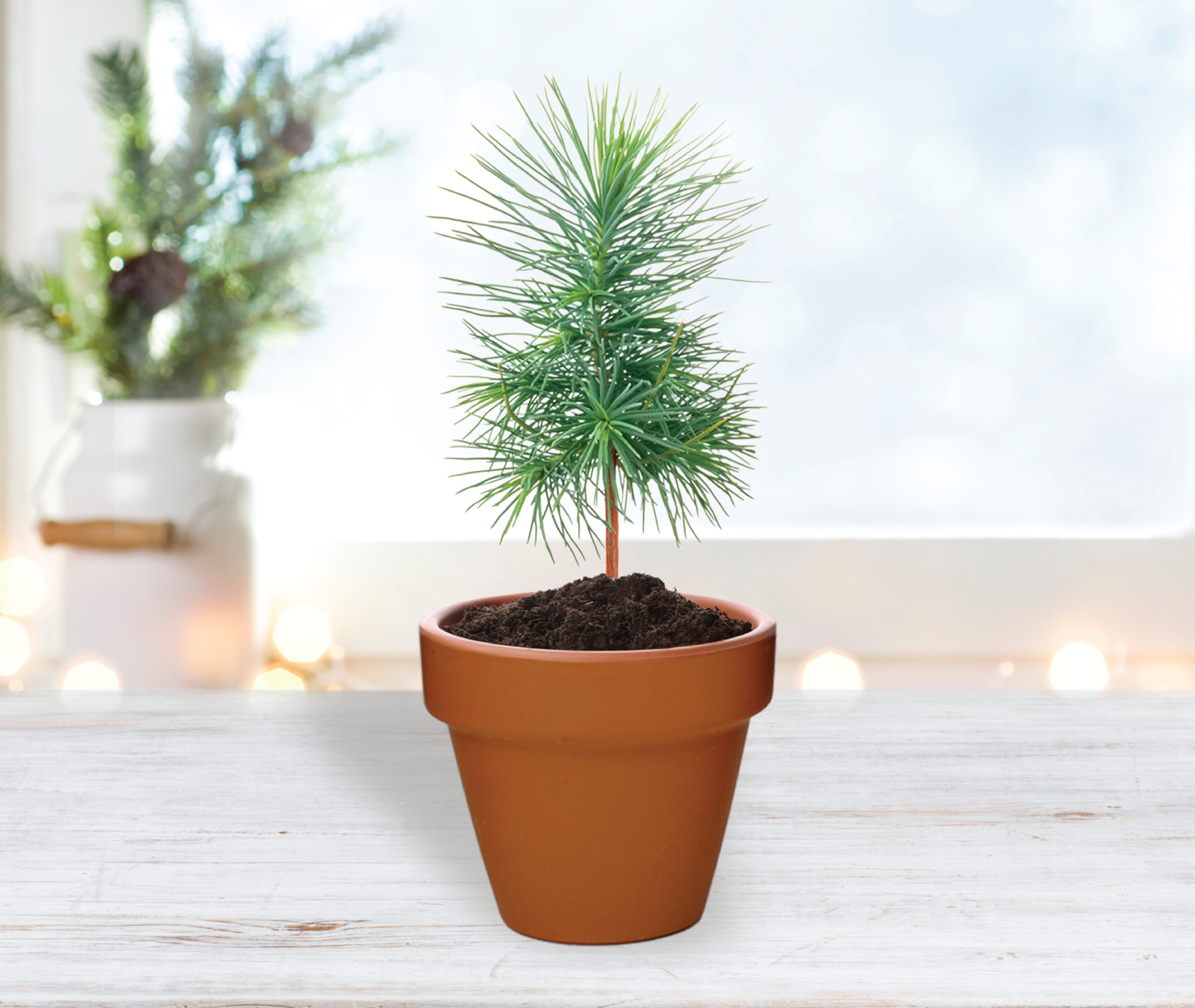 Buzzy Seeds Grow Gifts - Wholesale Plant Pot - Holiday Mini Terracotta Festive Animals Grow Pots (12 pack)4