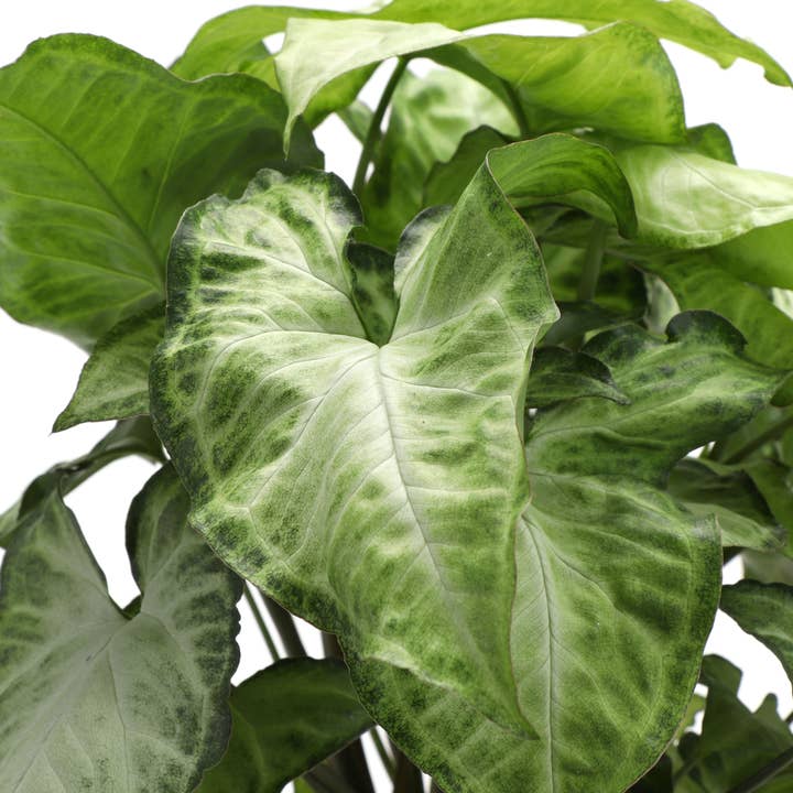 Thorsen's Greenhouse - Wholesale Live Plant - Assorted Butterfly Syngonium - Live Plant