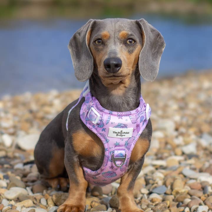 The Paw Print Boutique - Wholesale Pet Harness - Dog - Mermaids Tails Adventure Paws Harness10
